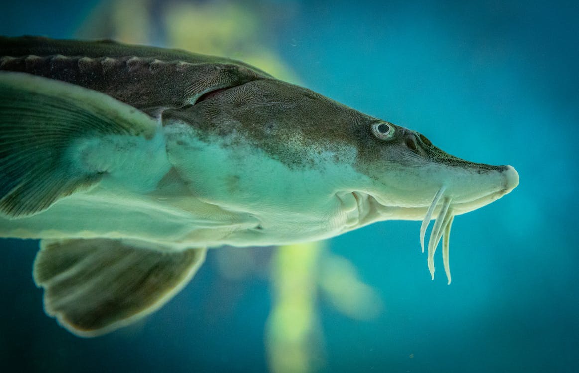 atlantic sturgeon (acipenser oxyrinchus) in Anadromous species found in both saltwater and freshwater, with estuaries and coastal rivers being crucial during spawning migrations