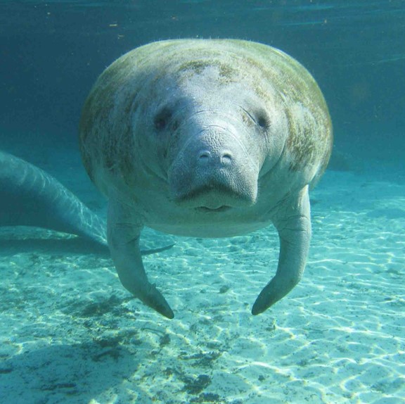 florida manatee (trichechus manatus latirostris) in warm, shallow waters, such as rivers, estuaries, and coastal areas