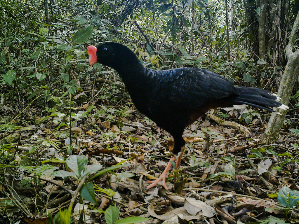 alagoas curassow