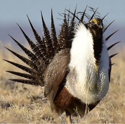 gunnison sage-grouse (centrocercus minimus) in Sagebrush ecosystems