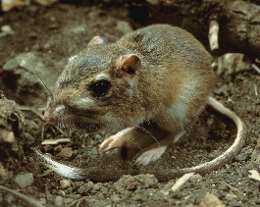 texas kangaroo rat (dipodomys elator) in Sandy or loamy soils in arid regions with grasses and forbs