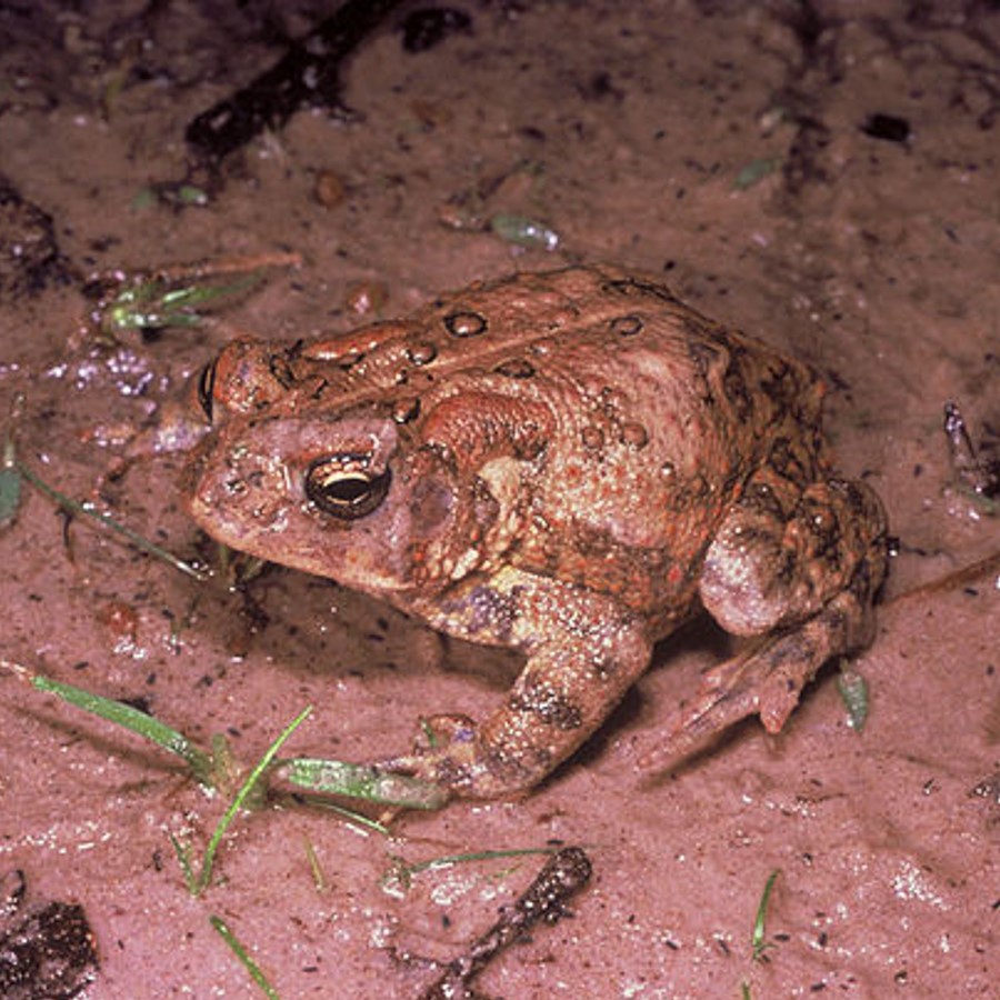 houston toad (anaxyrus houstonensis) in Pine and oak woodlands in Texas