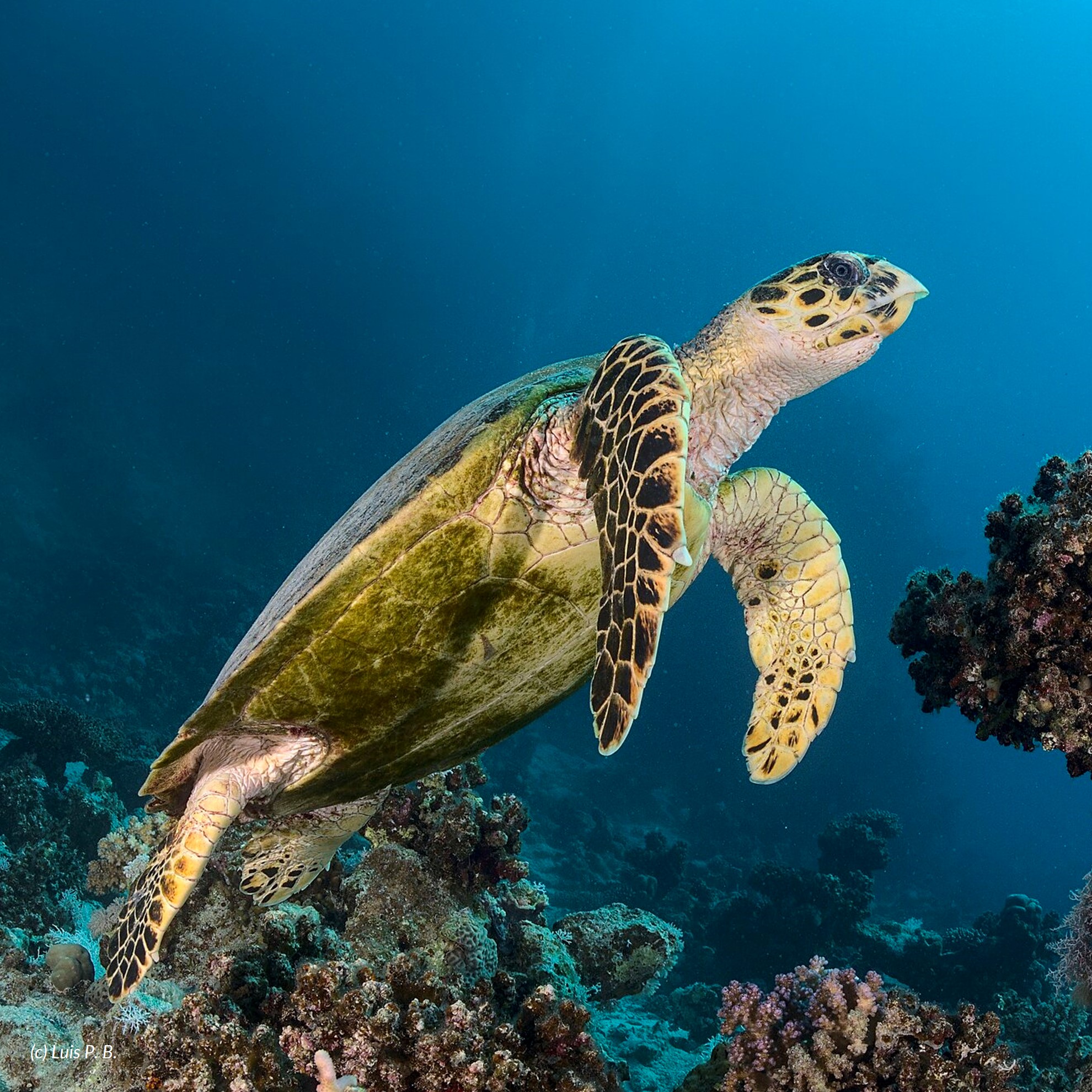 hawksbill turtle (eretmochelys imbricata) in Tropical coral reefs and coastal areas