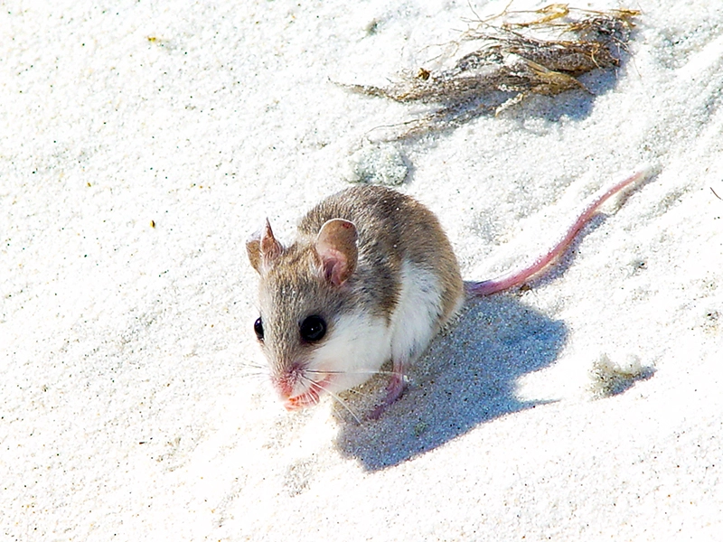 alabama beach mouse