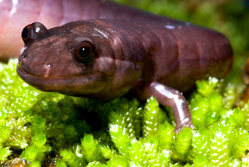 red hills salamander