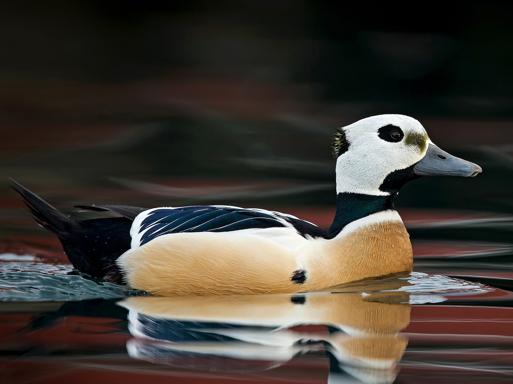 steller's eider