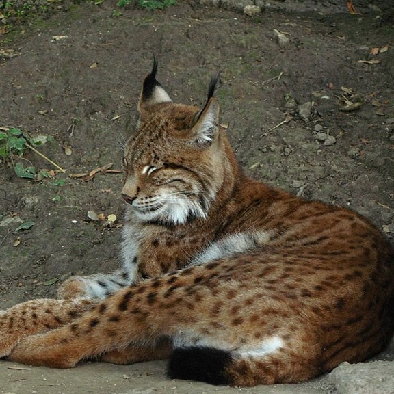 Species Image