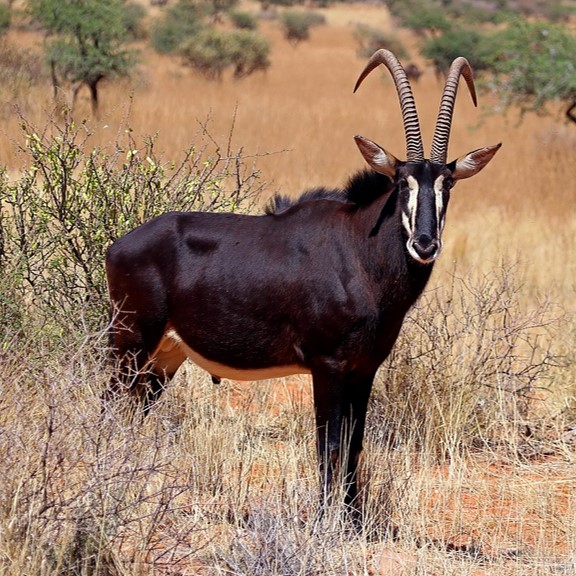 giant sable antelope (hippotragus niger ssp. variani) in Montane grasslands, woodlands, and gallery forests of the Angolan Highlands, where they rely on dense vegetation and abundant water sources for survival