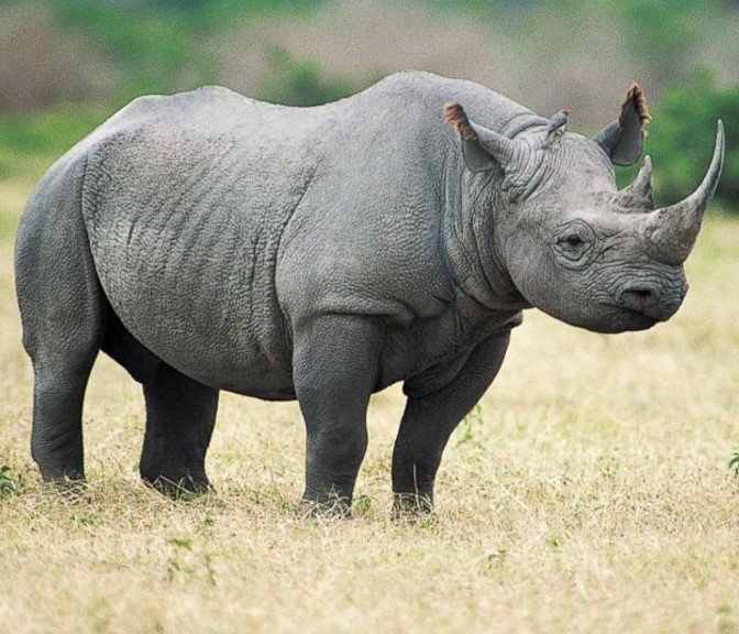 Black rhinoceros (diceros bicornis) in grasslands, savannas, and dense bushlands