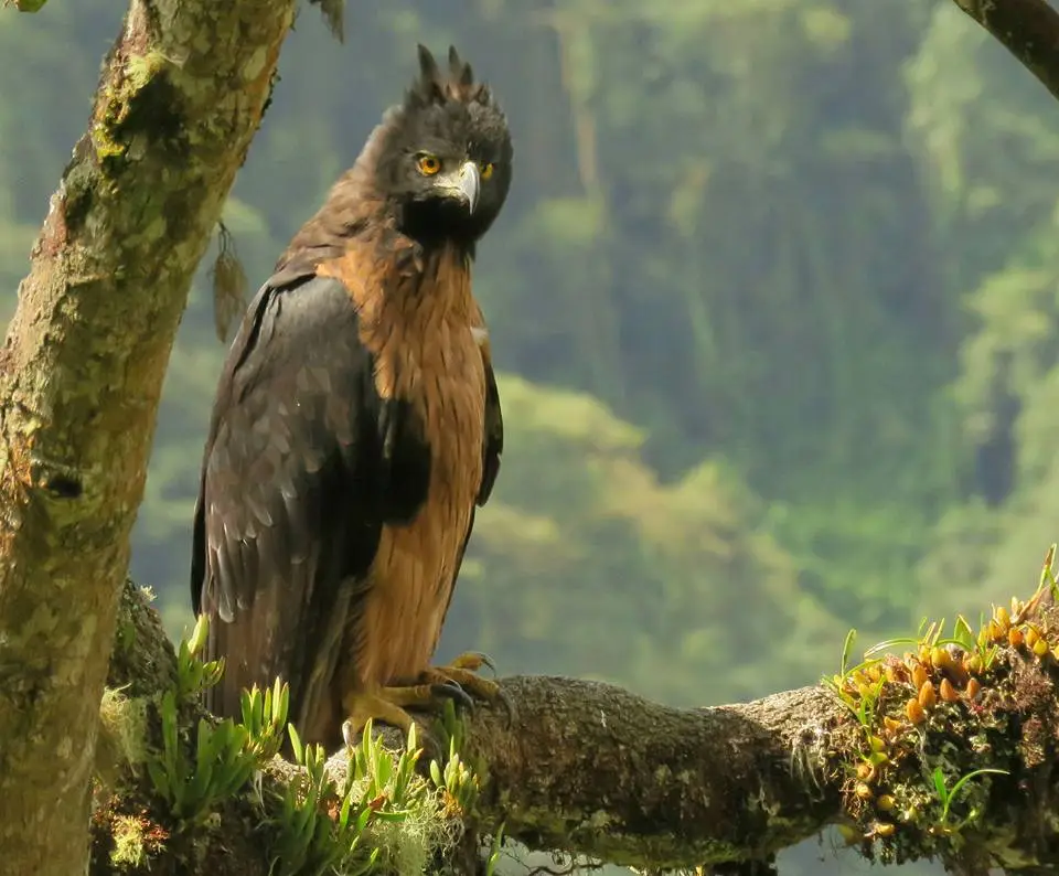 black-and-chestnut eagle