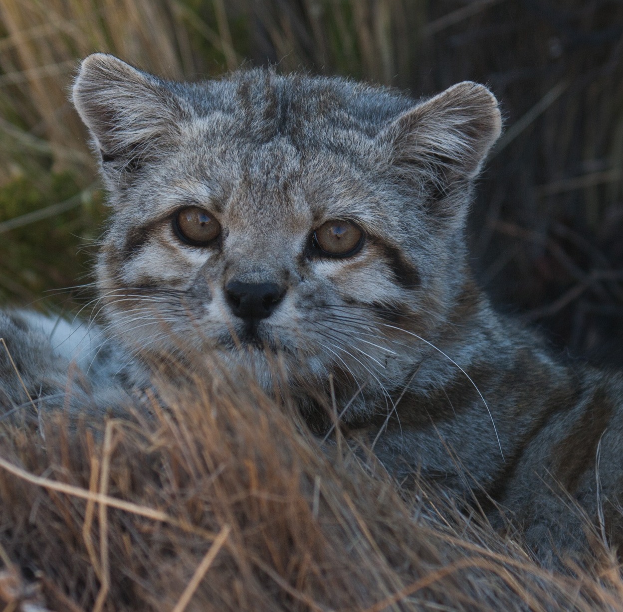 andean cat