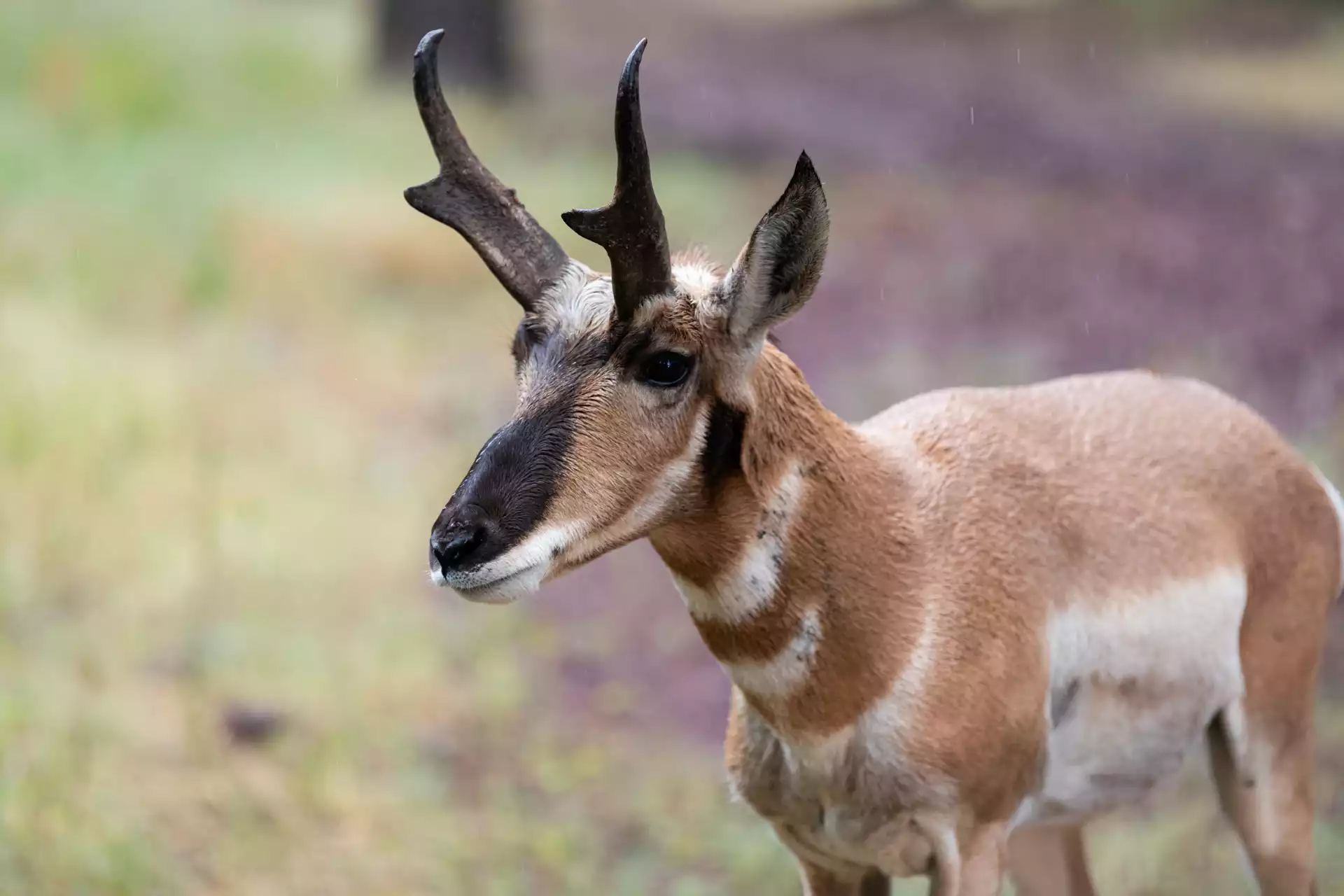 sonoran pronghorn