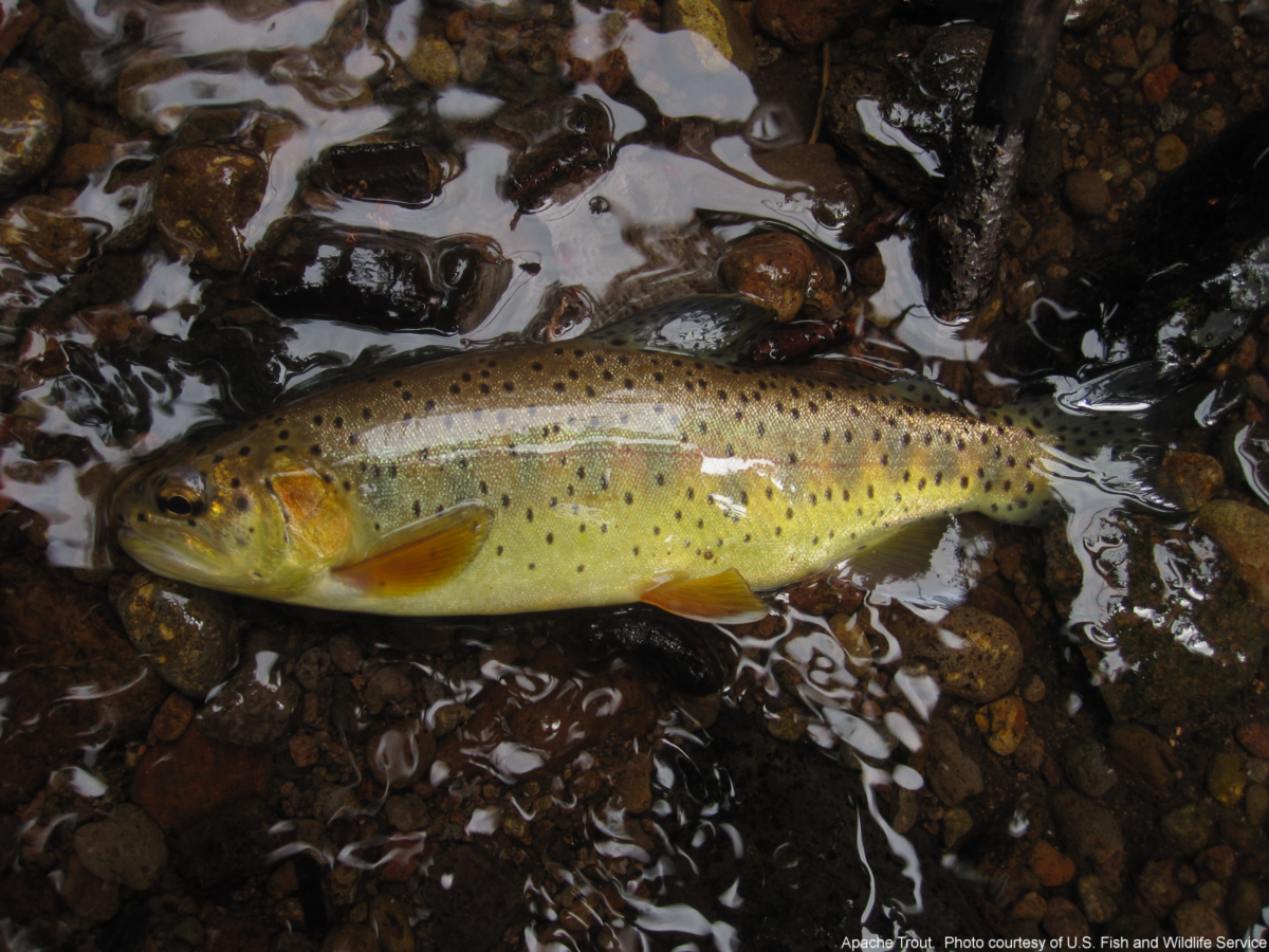 apache trout (oncorhynchus apache) in clear, cool mountain streams and rivers above 5,000 feet