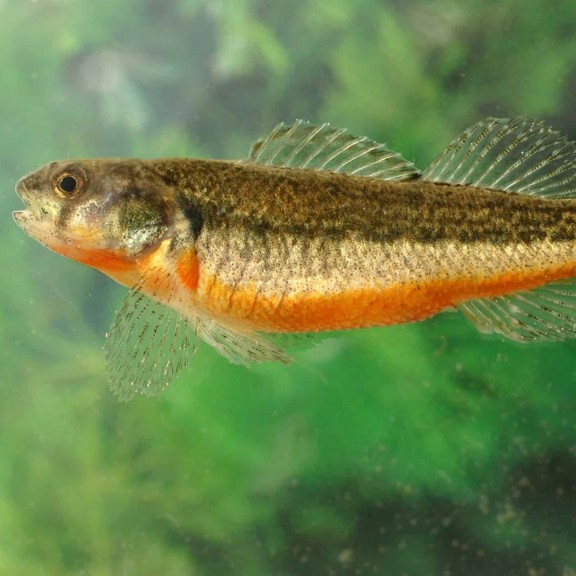 arkansas darter (etheostoma cragini) in Clear, fast-flowing streams and rivers within the Arkansas River basin, where it can be found in riffles and runs with rocky substrates and moderate water flow.