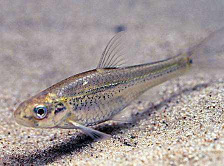 arkansas river shiner (notropis girardi) in  sandy-bottoms within the Arkansas River basin