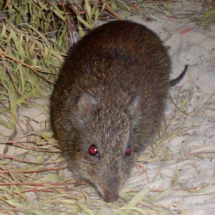 gilbert's potoroo (potorous gilbertii) in dense, moist forests and heathlands in southwestern Australia, where it relies on dense undergrowth and leaf litter for shelter and foraging
