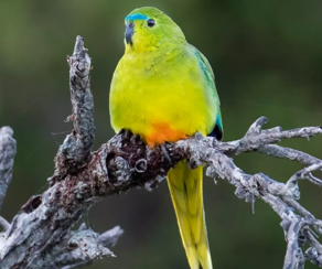 orange-bellied parrot
