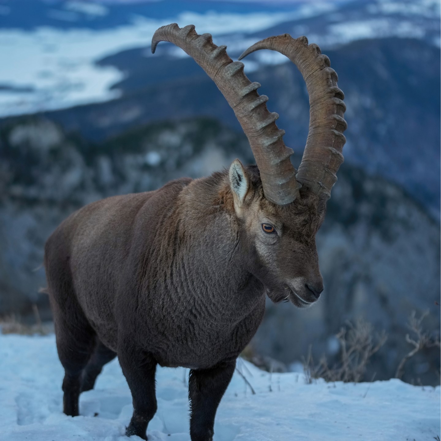 alpine ibex (capra ibex) in high-altitude environments, ranging from 1,500 to 3,000 meters above sea level, characterized by rocky slopes, cliffs, and alpine meadows