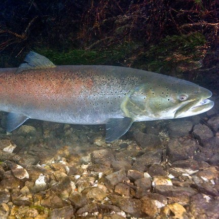 danube salmon (hucho hucho) in Danube salmon inhabit various rivers in Europe, including the Danube, Drava, and Mur rivers. They prefer clean, fast-flowing, and well-oxygenated waters for spawning and feeding