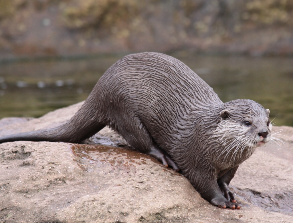 european otter