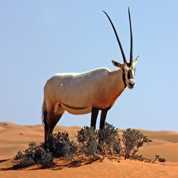 arabian oryx (oryx leucoryx) in Arid desert and semi-desert regions, where they are adapted to survive in harsh, dry conditions