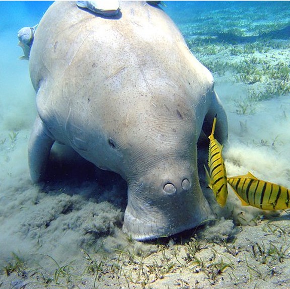 dugong (dugong dugon) in  shallow coastal waters, particularly in areas with abundant seagrass beds