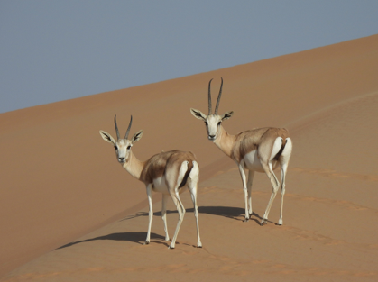 arabian sand gazelle