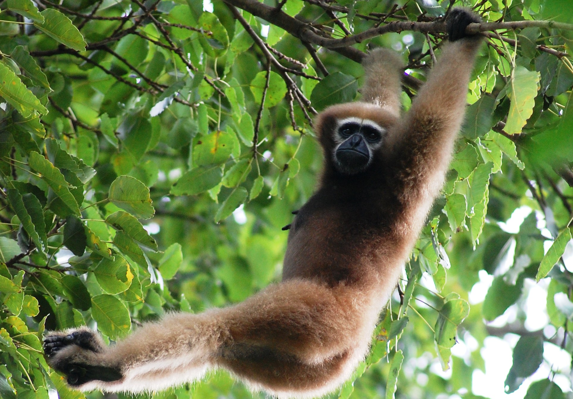 hoolock gibbon