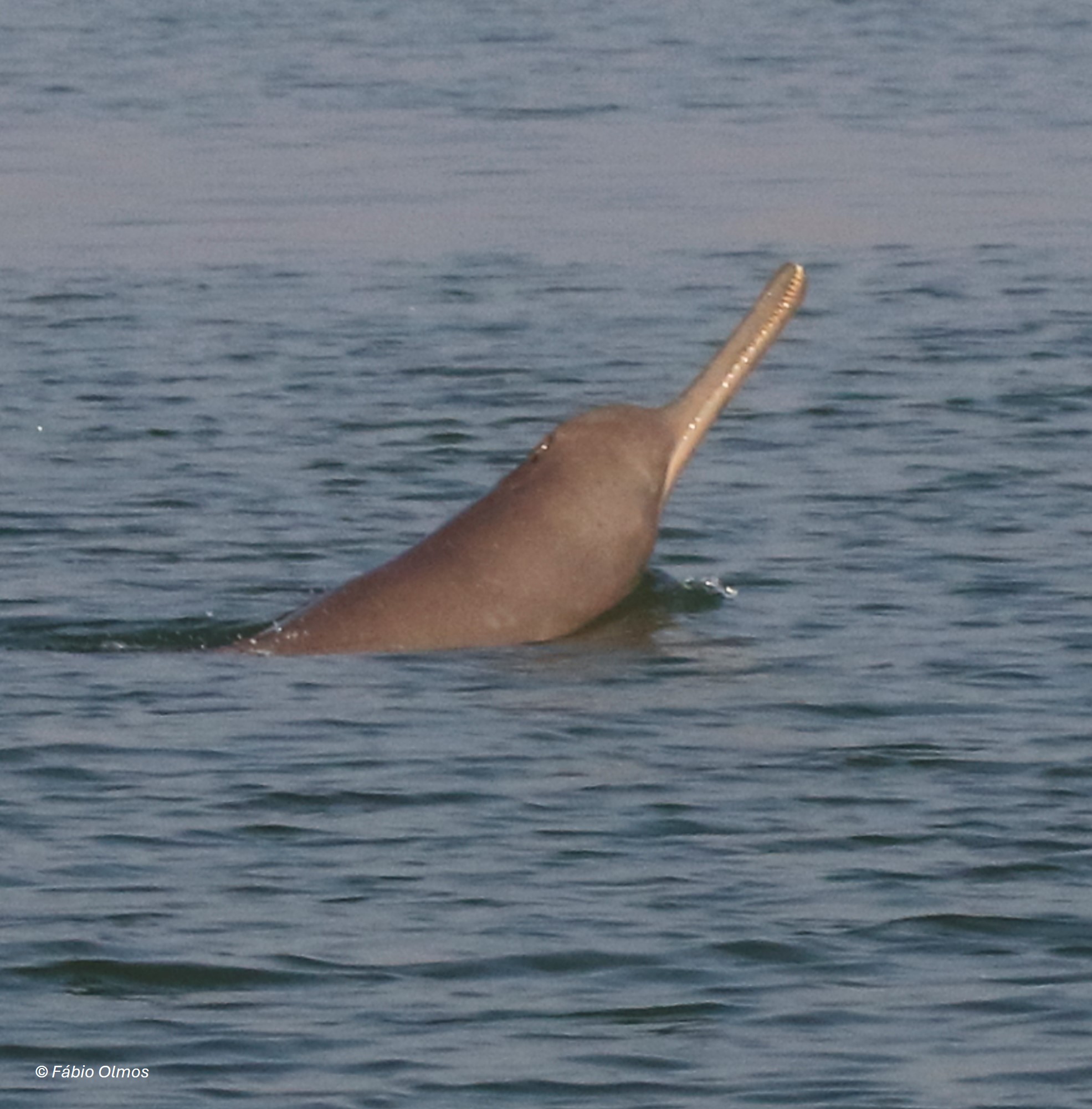 ganges river dolphin (platanista gangetica) in freshwater river systems of South Asia, including the Ganges-Brahmaputra-Meghna and Karnaphuli-Sangu river basins