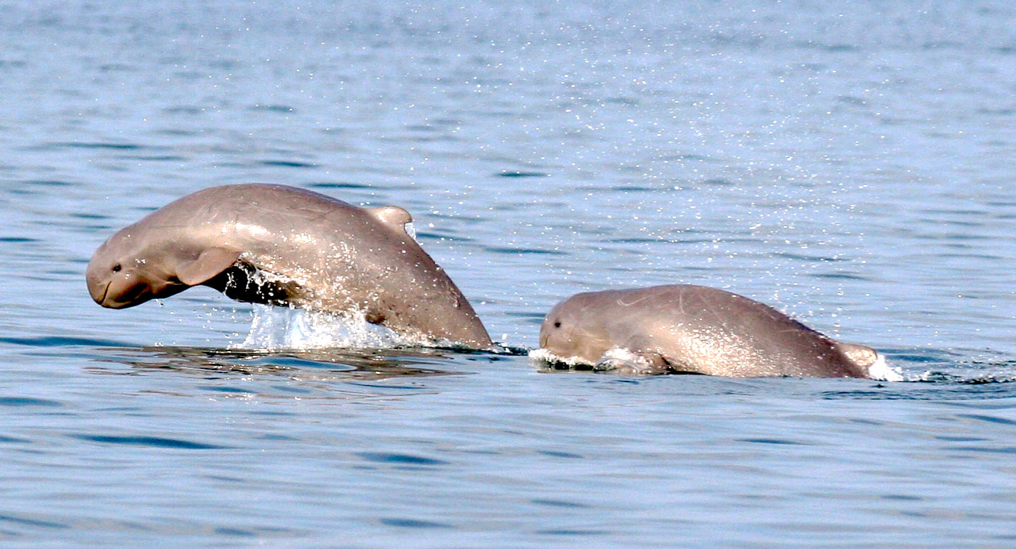 irrawaddy dolphin