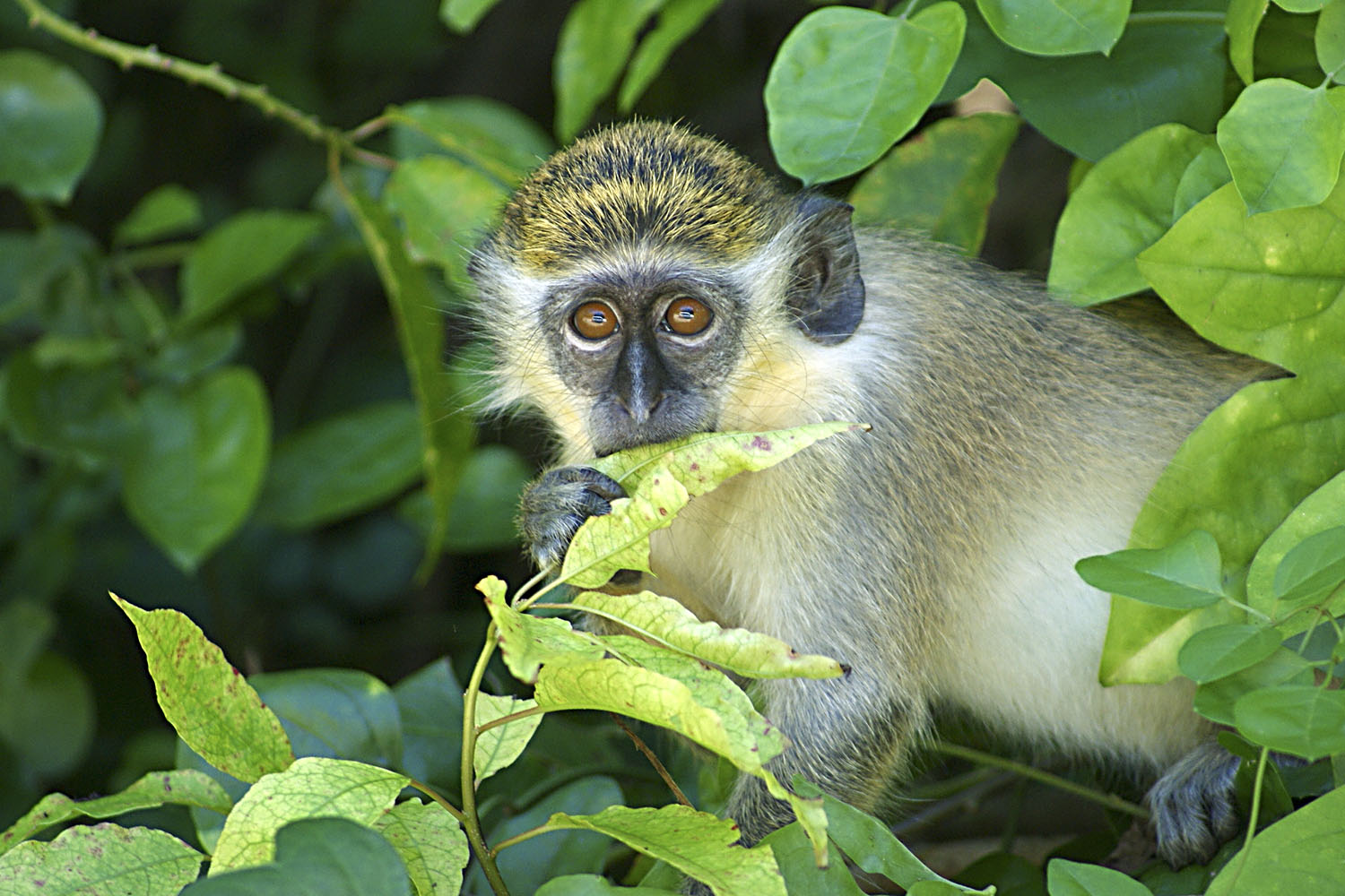 barbados green monkey