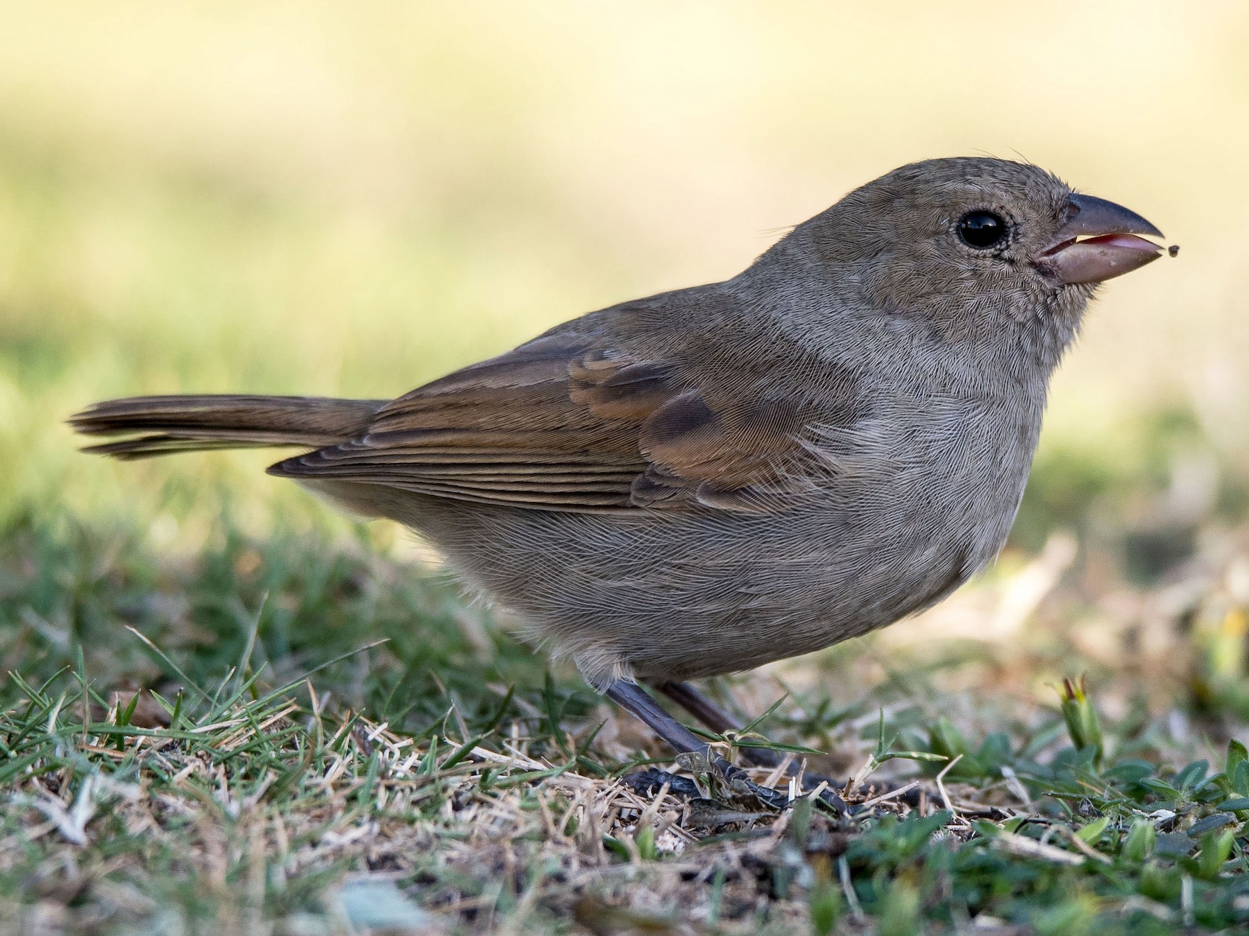 barbados bullfinch