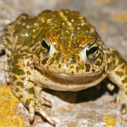 natterjack toad (epidalea calamita) in Coastal habitats characterized by sandy soils, such as dunes, heathlands, and marshes, where they breed in temporary or semi-permanent water bodies like pools and ponds