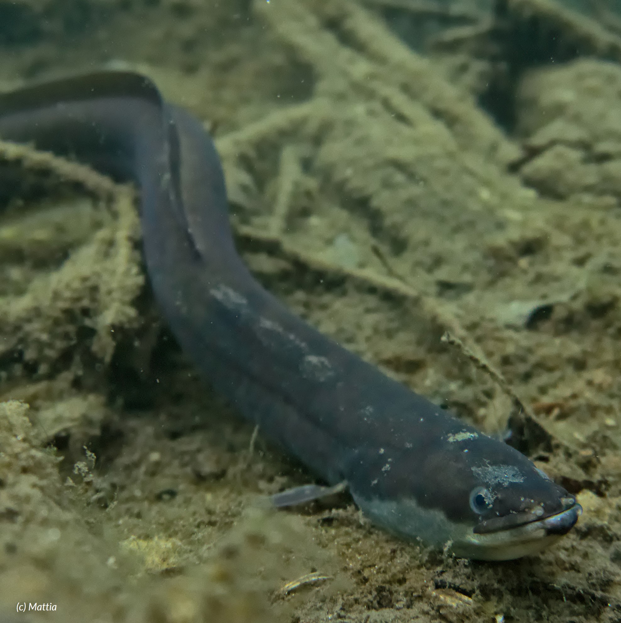 european eel (anguilla anguilla) in Freshwater habitats across Europe, the European eel undergoes extensive migrations between freshwater and the Sargasso Sea for spawning.