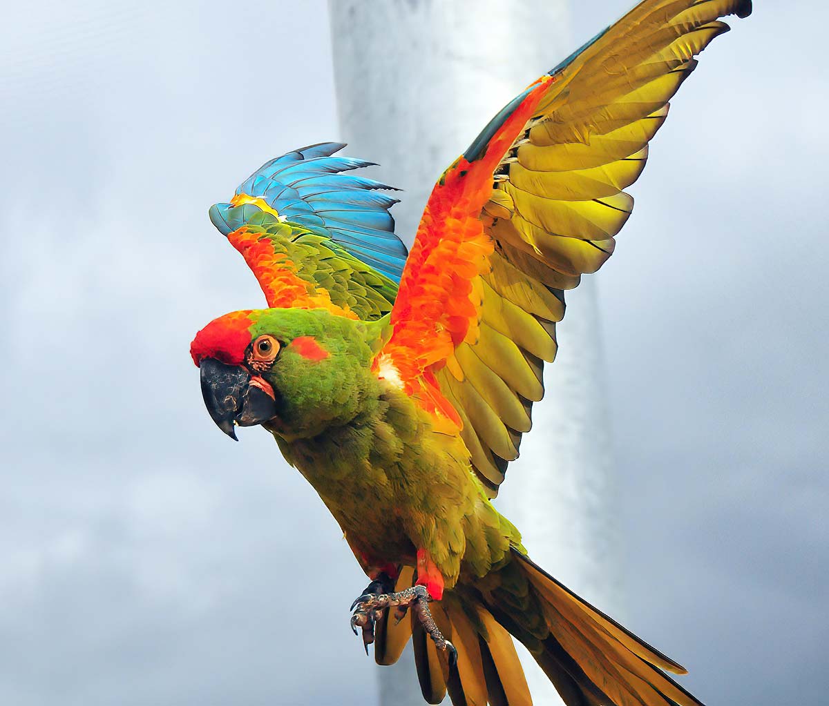 red-fronted macaw (ara rubrogenys) in Dry, semi-arid regions of Bolivia, primarily in the Andean foothills and intermontane valleys where they rely on palm groves for nesting and foraging