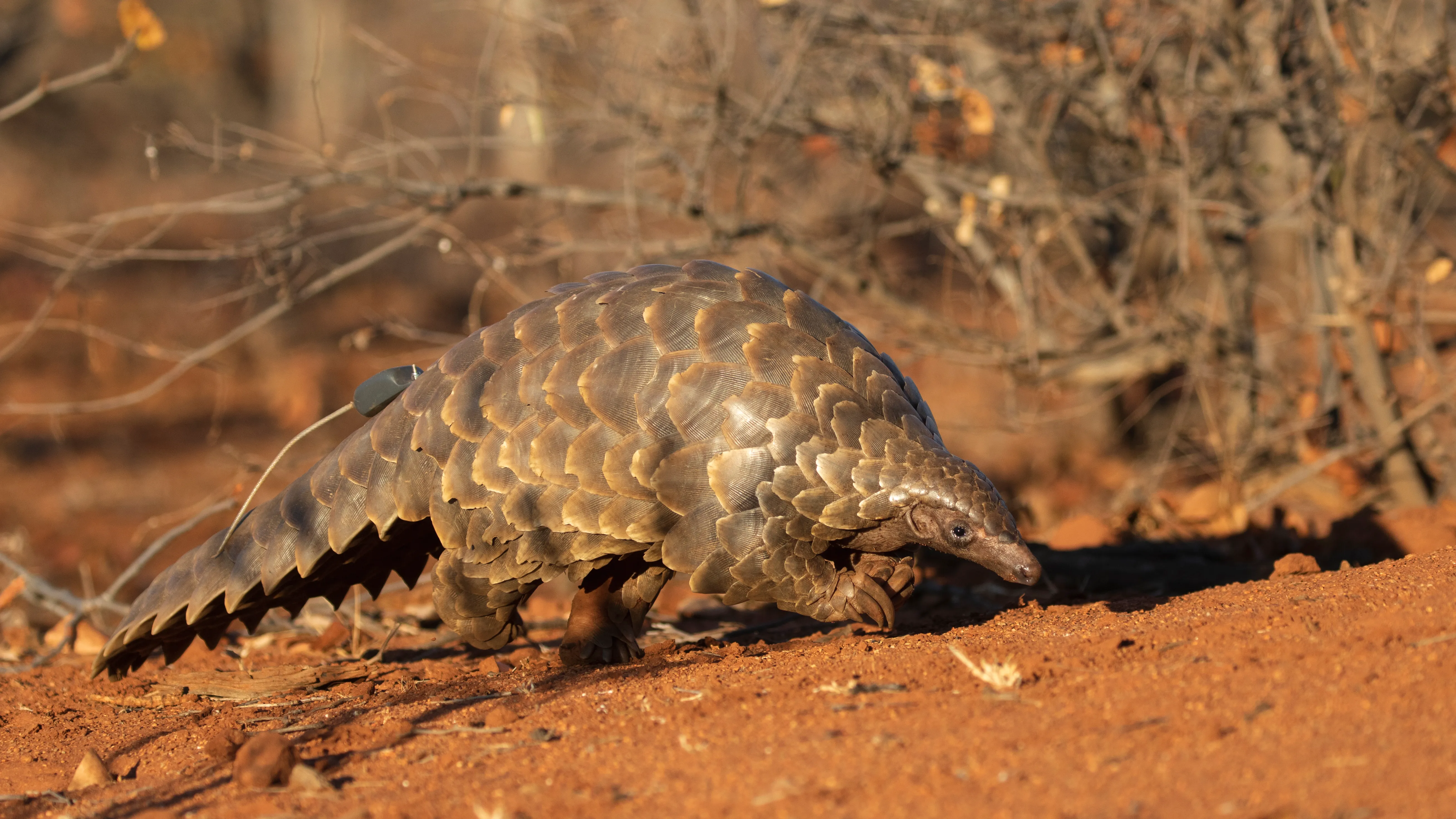 ground pangolin