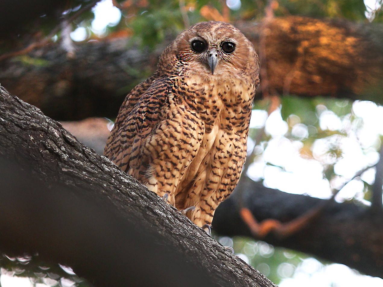 pel's fishing owl