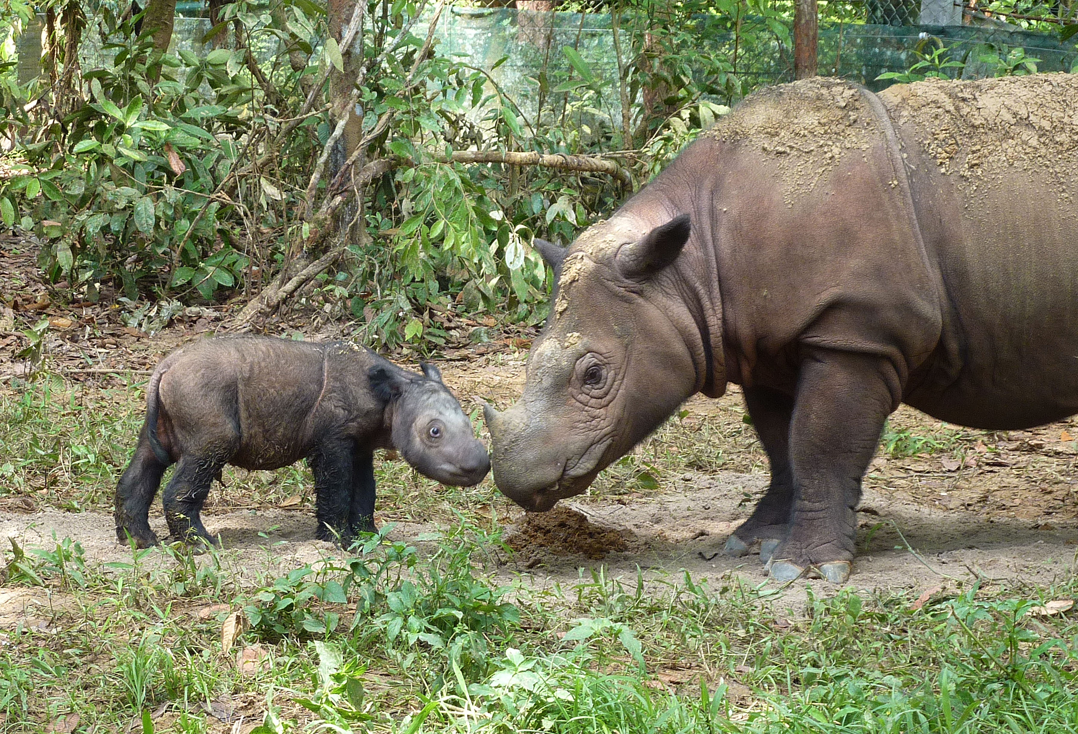 sumatran rhinoceros