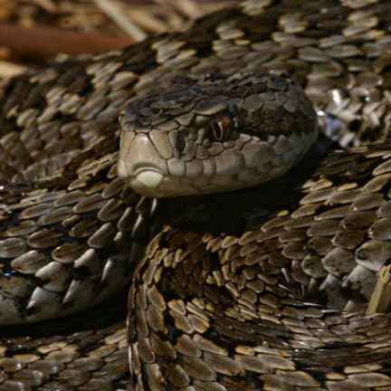 hungarian meadow viper (vipera ursinii rakosiensis) in Open habitats such as meadows, grasslands, and rocky slopes.