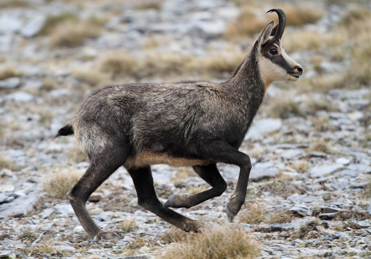 balkan chamois