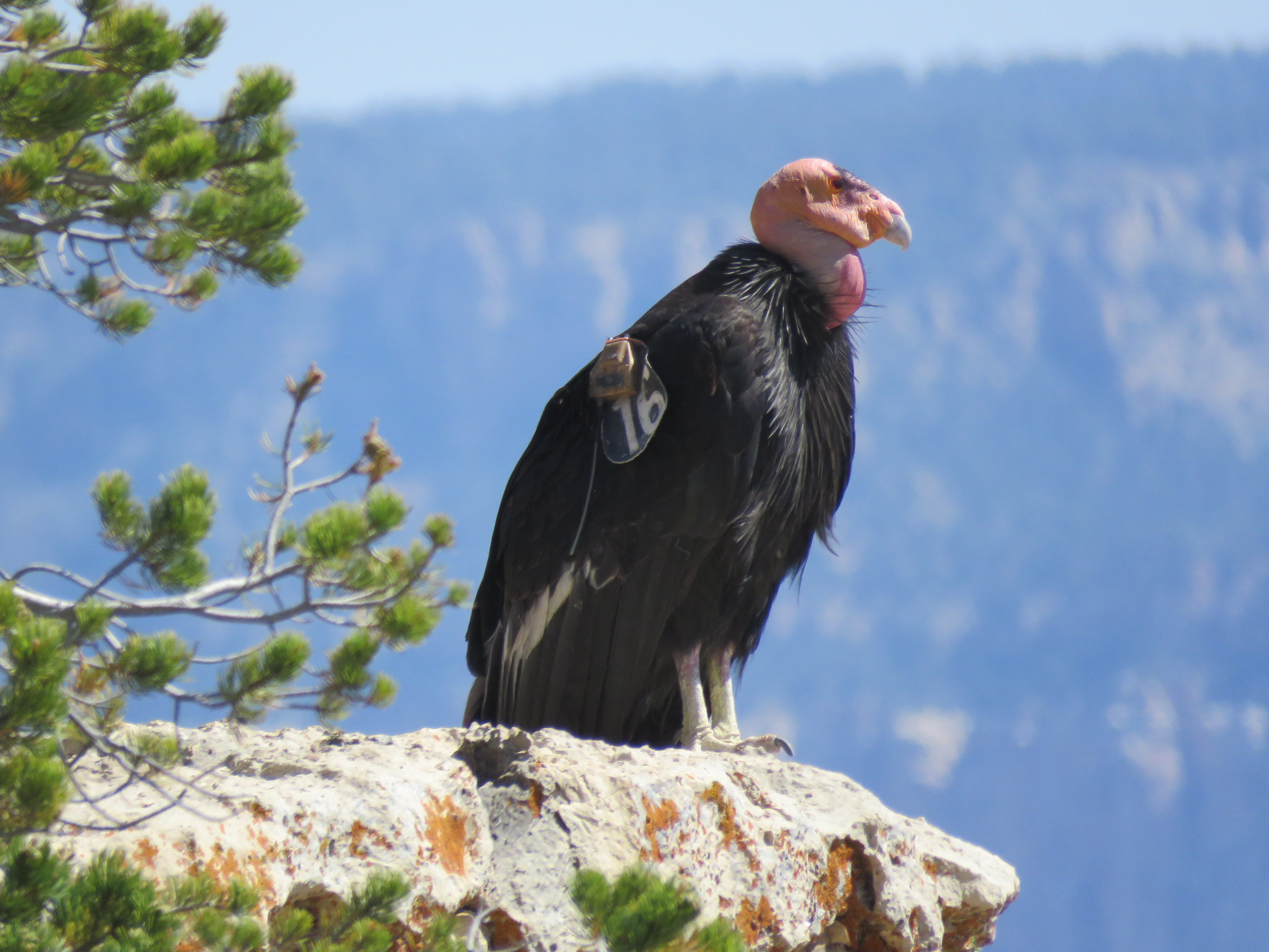 'California condor (gymnogyps californianus) in Rugged, remote areas such as cliffs, canyons, and open woodlands