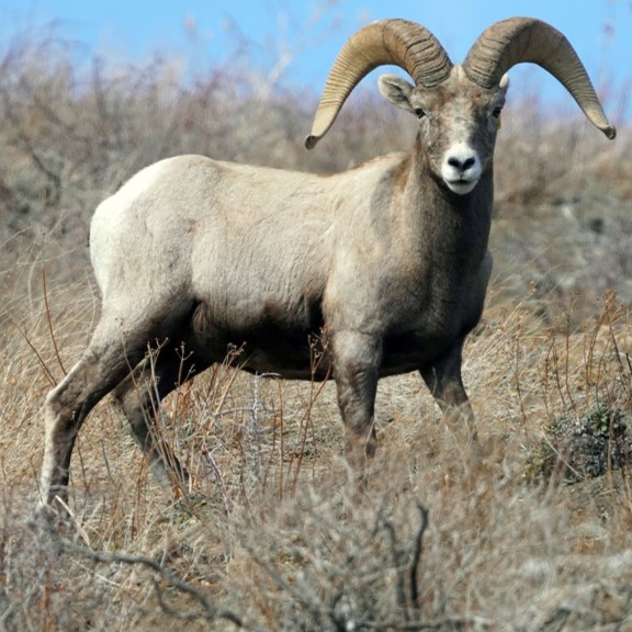sierra nevada bighorn sheep (ovis canadensis sierra) in alpine and subalpine regions of the Sierra Nevada mountains