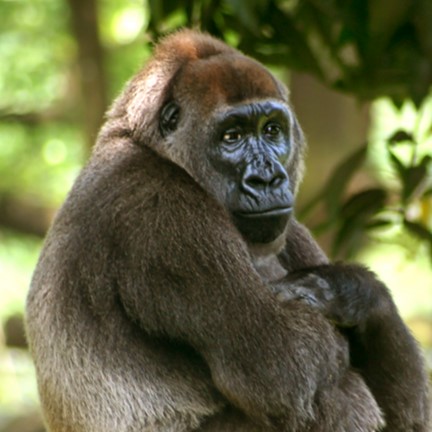 Species Image