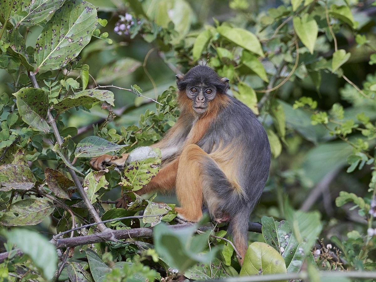preuss's red colobus (piliocolobus preussi) in Coastal forests of Nigeria and Cameroon, preferring dense, lowland rainforests with abundant vegetation.
