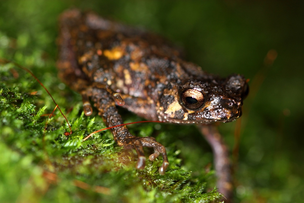 cameroon wolterstorff toad