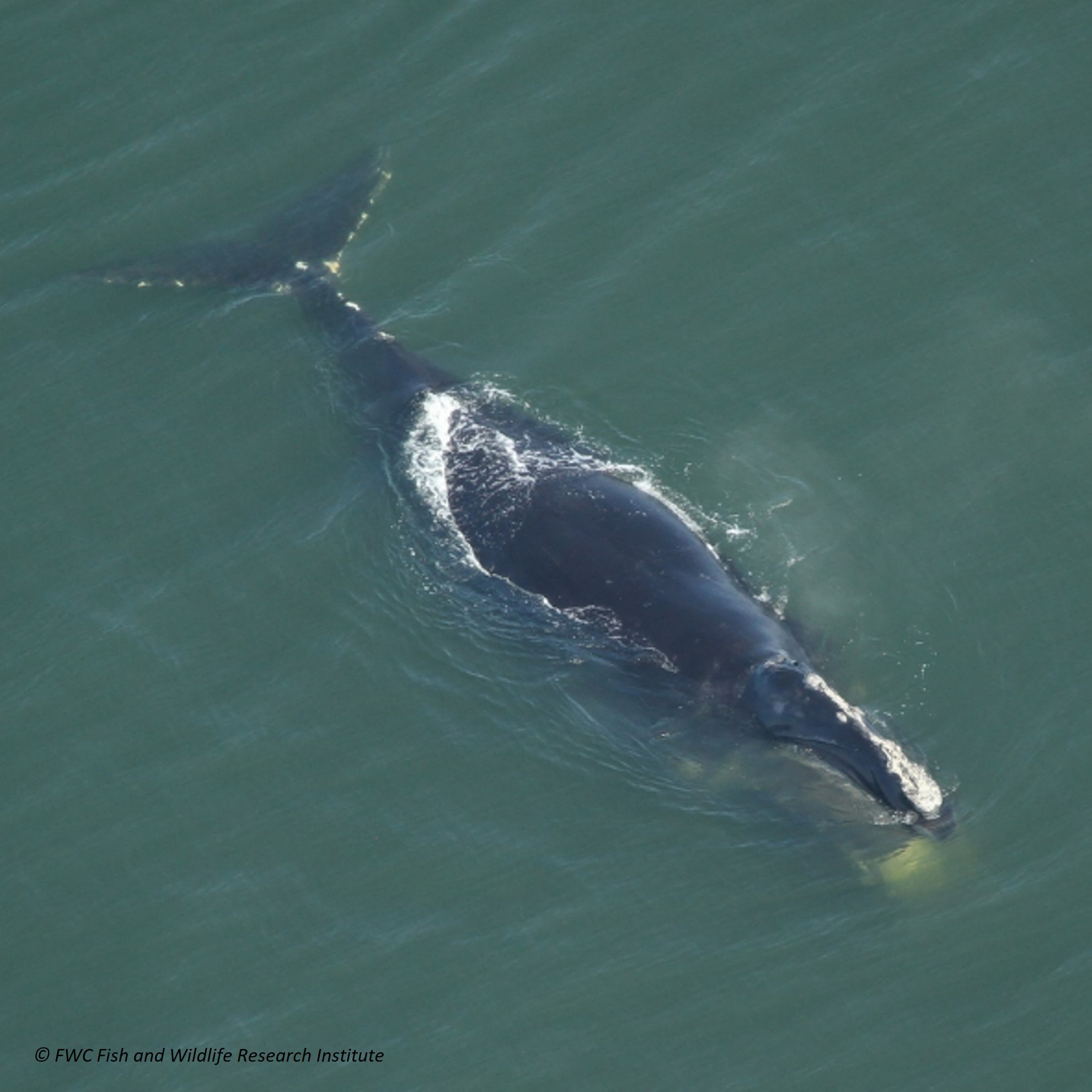 north atlantic right whale (eubalaena glacialis) in coastal and open ocean areas along the eastern coast of North America