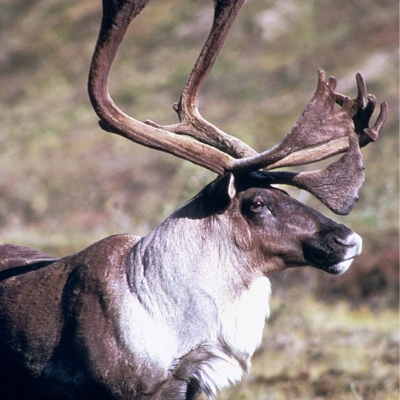 woodland caribou (rangifer tarandus caribou) in Boreal forests, taiga, and mountainous regions characterized by dense vegetation and deep snow cover