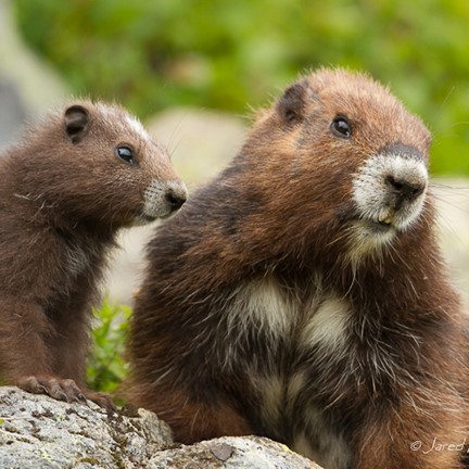 vancouver island marmot (marmota vancouverensis) in Subalpine meadows and alpine areas above the treeline