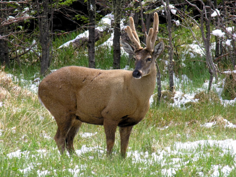 huemul