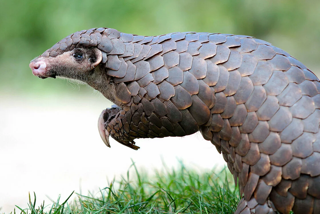 chinese pangolin